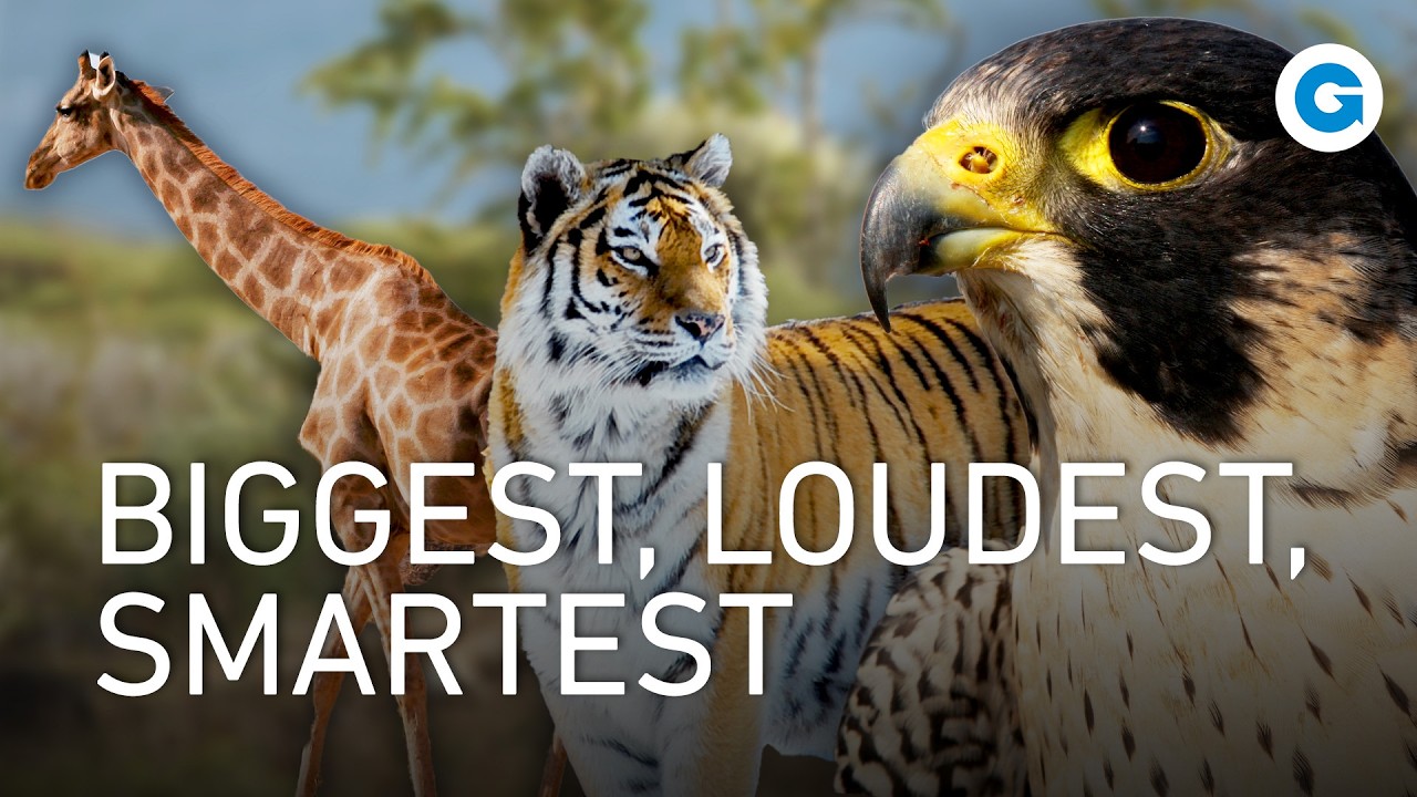 Nature’s Record Breakers: Giants, Hunters, and Super Survivors | Full Documentary