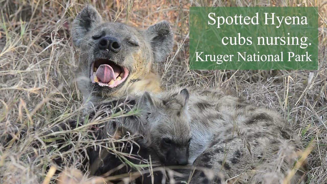 Two Spotted Hyena cubs nursing in Kruger National Park