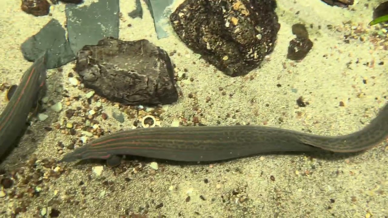 Mastacembellus under water (from above, but still)