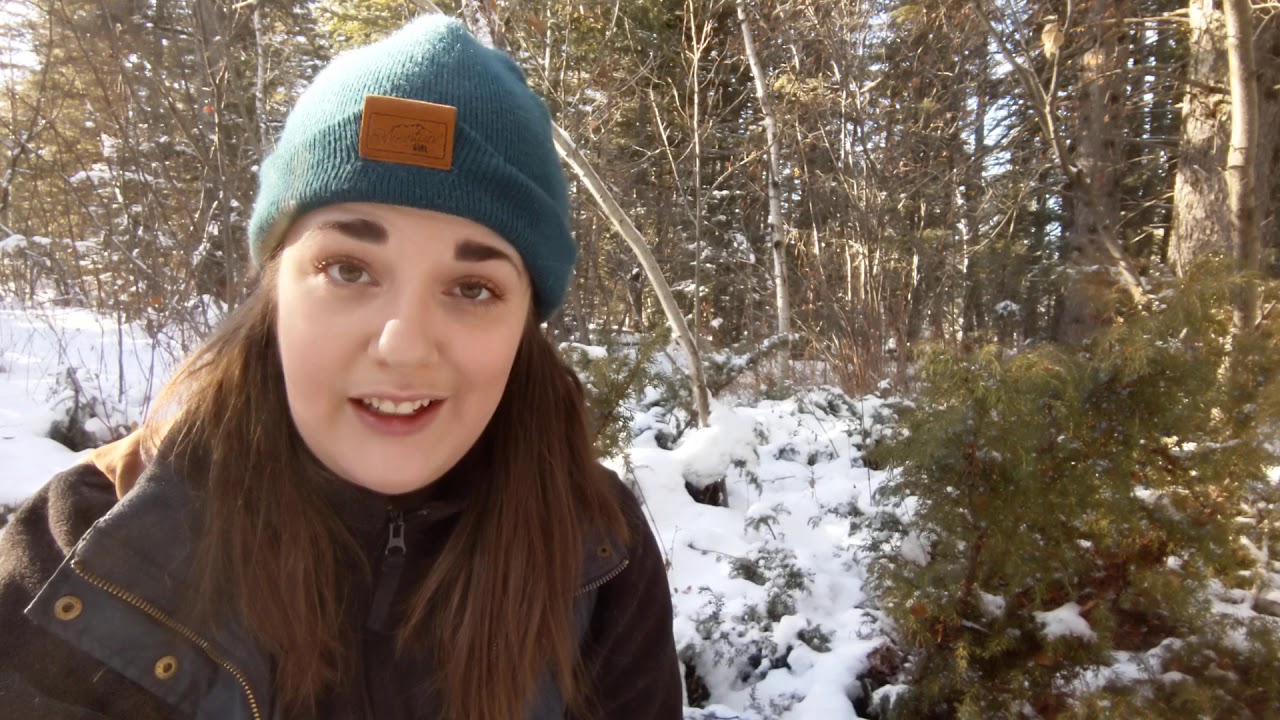 A Look at Juniper (Juniperus communis) - Herb of the Month Club
