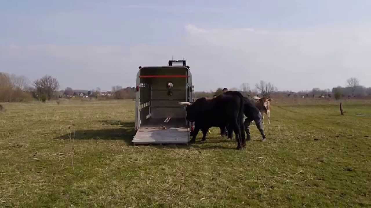 Nr. 623 wird verladen