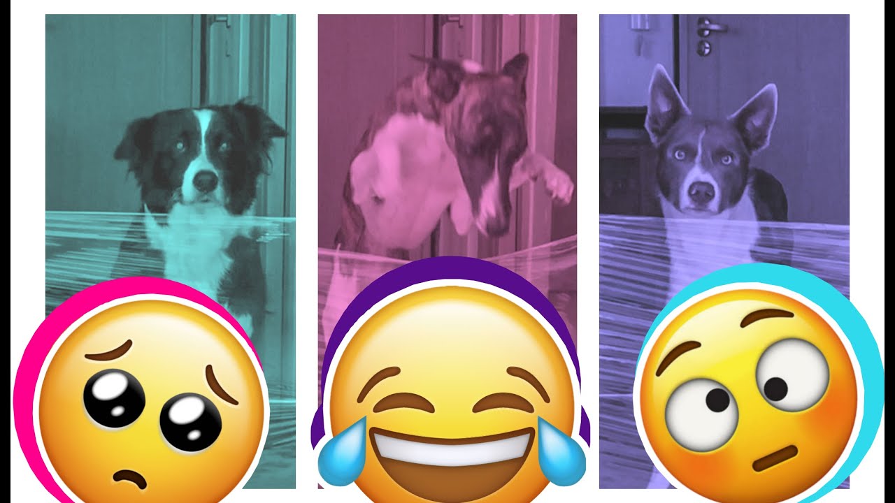 NEVIDITEĽN&Aacute; CHALLENGE | vtipn&eacute; reakcie mojich psov 😂