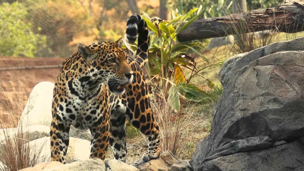 The LA Zoo Jaguars Get A New Home