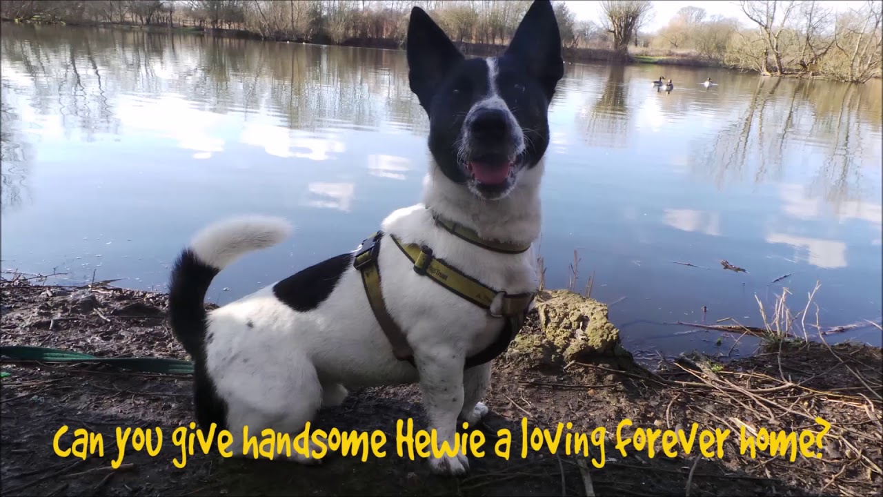 Dogs Trust Harefield - Hewie