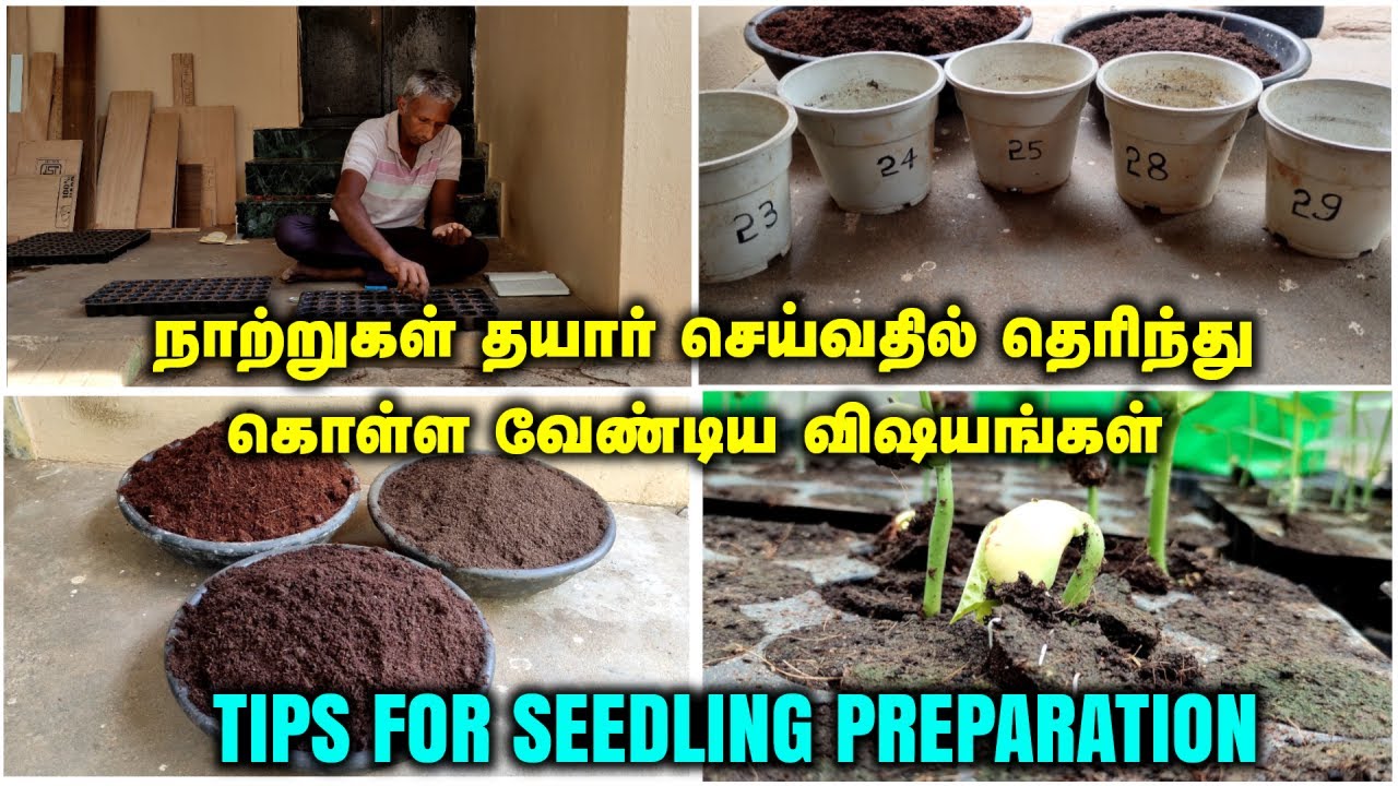 நாற்றுகள் தயார் செய்வதில் தெரிந்து கொள்ள வேண்டிய விஷயங்கள் | Tips for Seedling Preparation