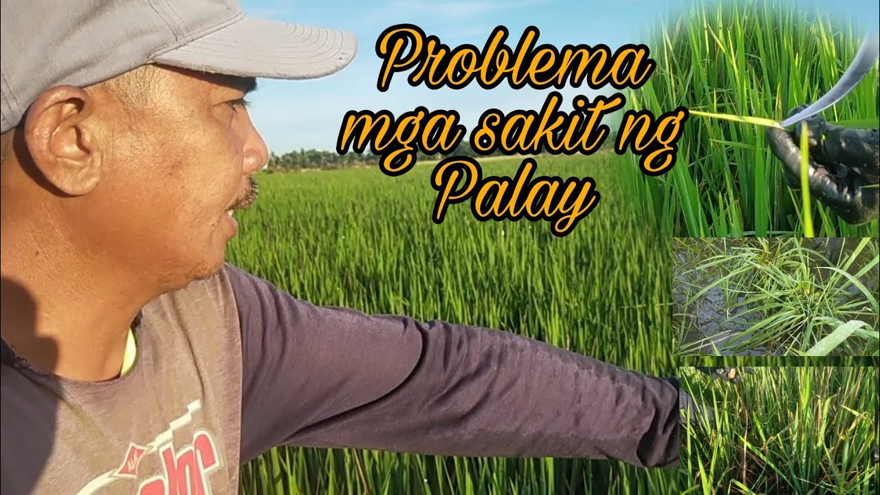Farm Update:  Ano ang Disadvantage sa mga nahuhuli sa pagtatanim ? Alamin.(Hybrid rice NK 5017)