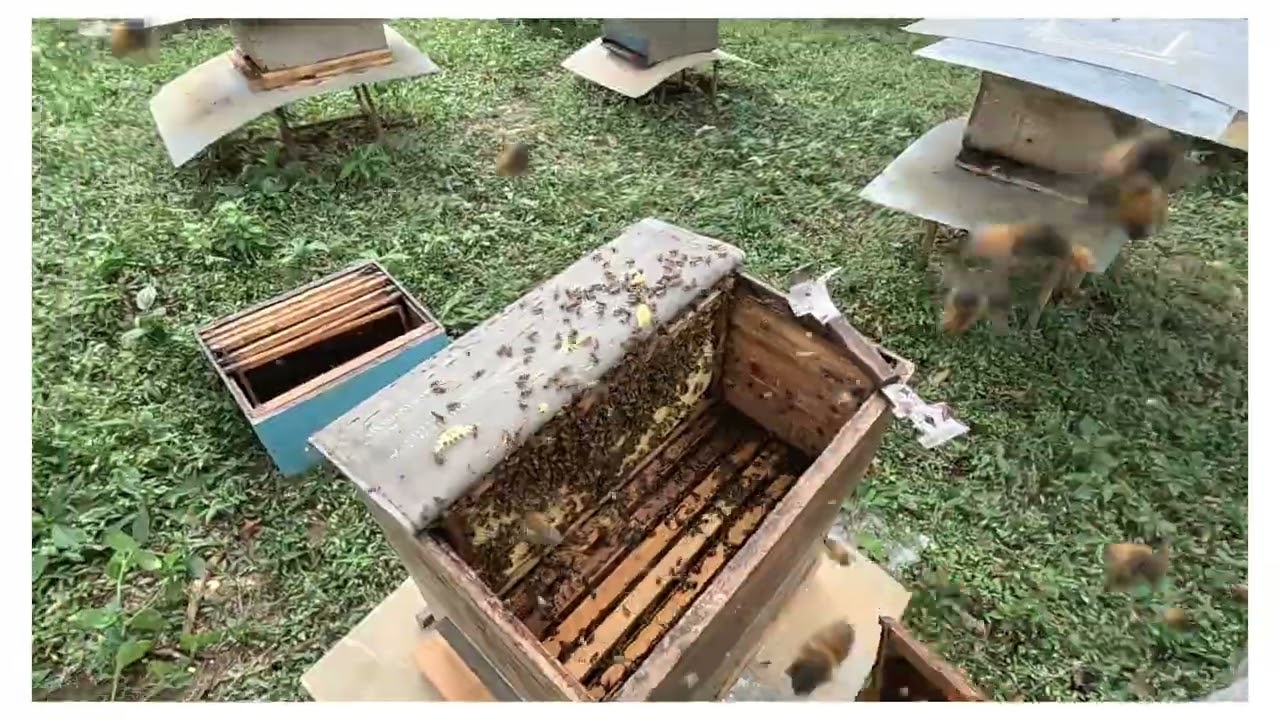 El tiempo de la recuperación del nectar que las abejas recolectan para luego llevarlo al Núcleo 