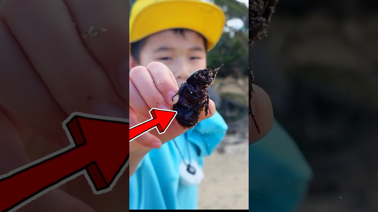 🐞I Rescued an Injured Beetle and Found RARE Bug Eggs!