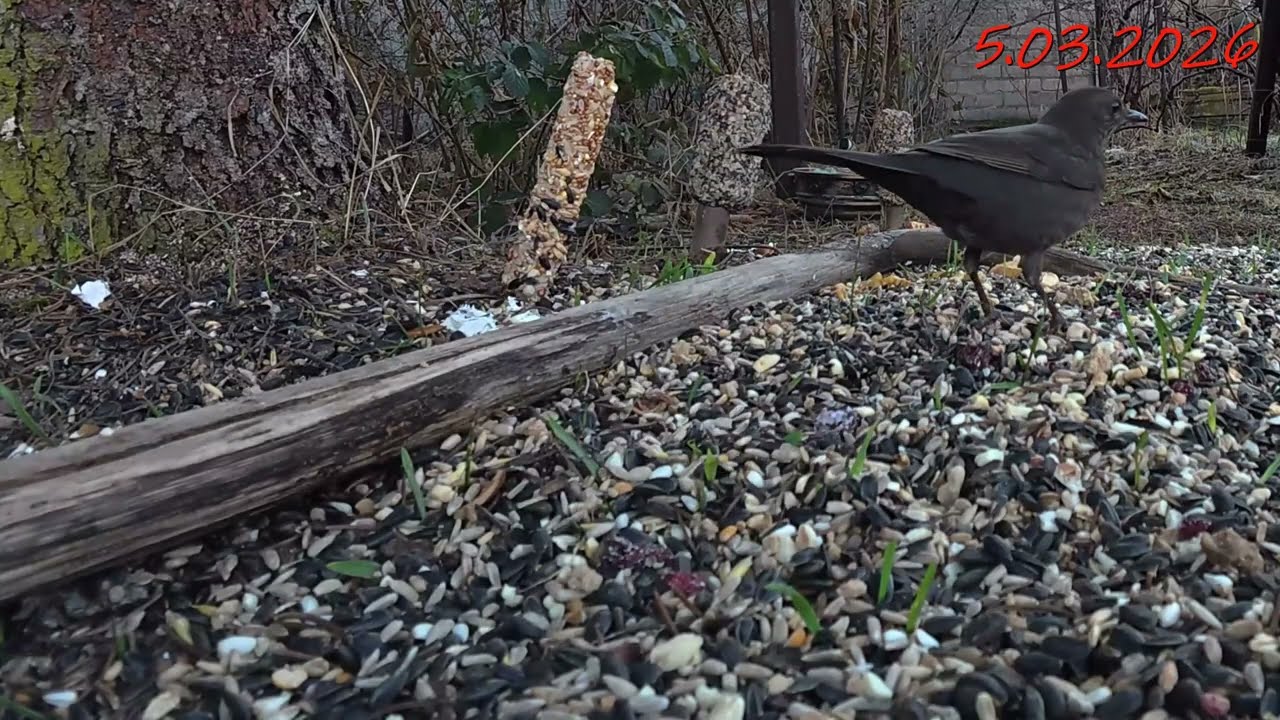 pięknie jest ! modraszki, bogatki, sroki, sójki, kawki, sierpówki i kosy