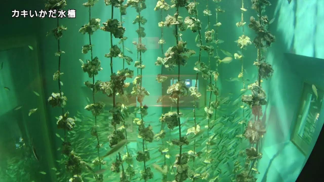 カキいかだ水槽