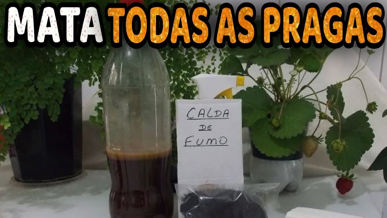 Tudo Sobre a Calda de Fumo para Lagartas, Pulg&otilde;es e Cochonilhas