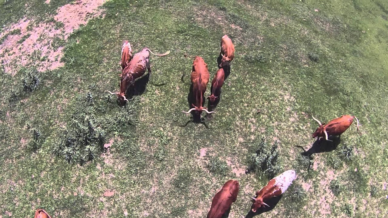 Cachos Largos