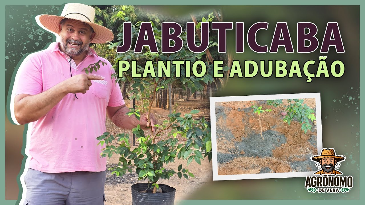 JABUTICABA produzindo o ANO INTEIRO 