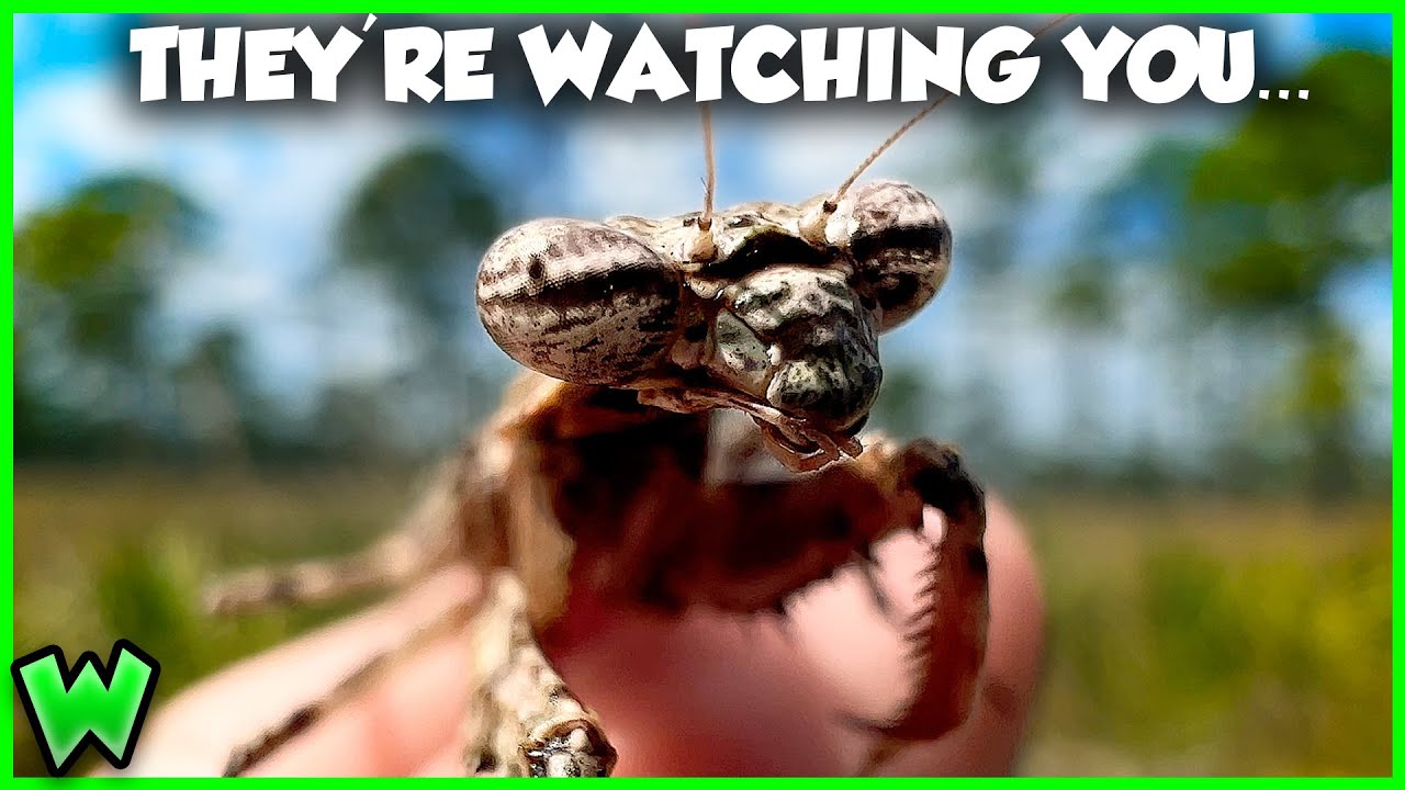The WEIRDEST Insects in the US - Masters of Disguise