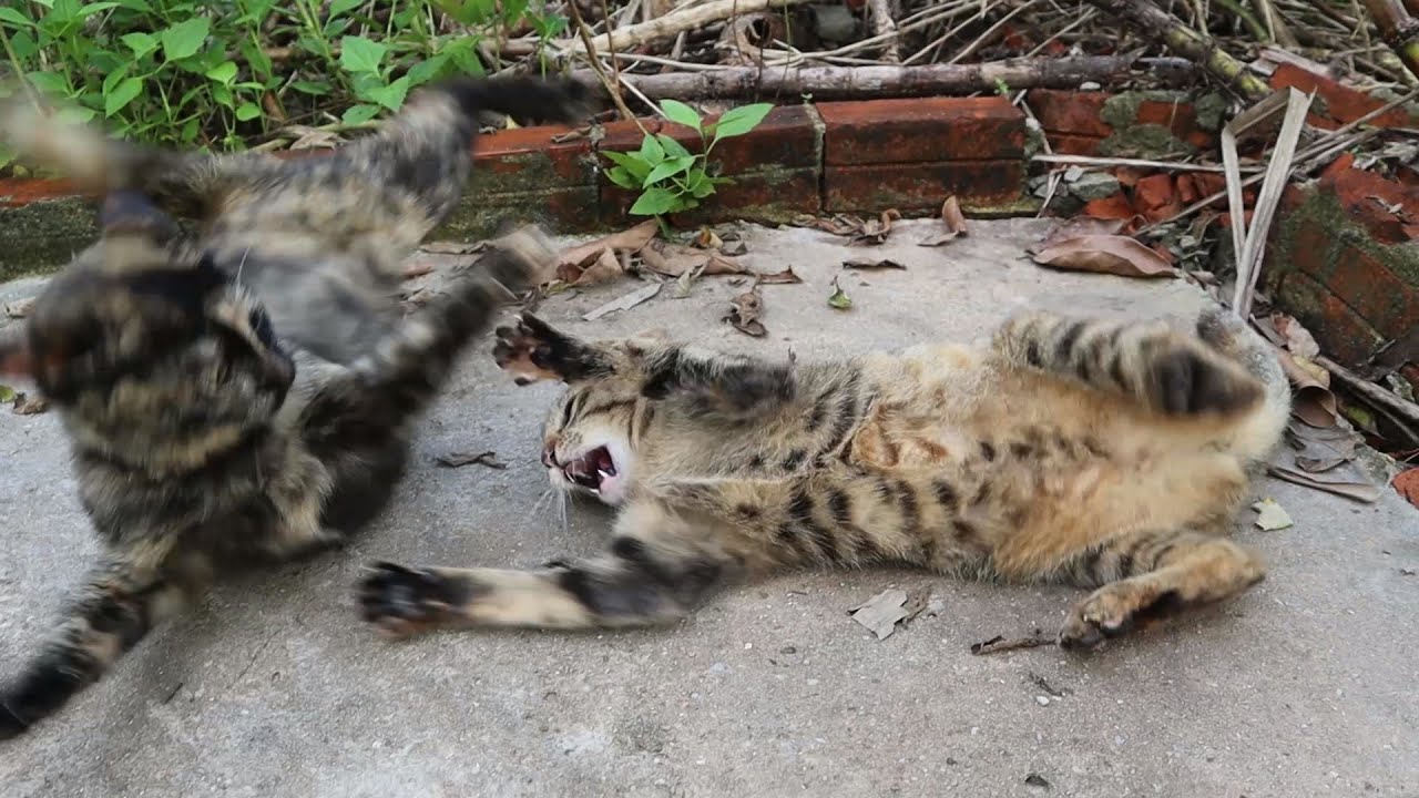 Angry Kittens Fighting