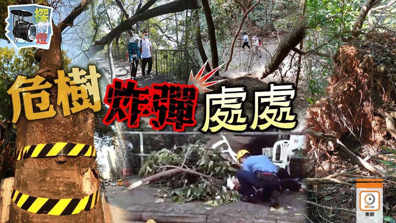 【on.cc東網】探射燈：塌樹危危乎淪都市炸彈　部門懶懶閒