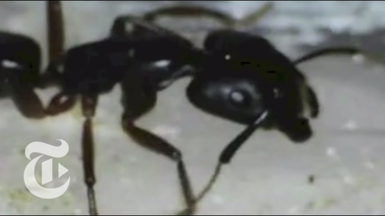 The Immaculate Ant | ScienceTake | The New York Times
