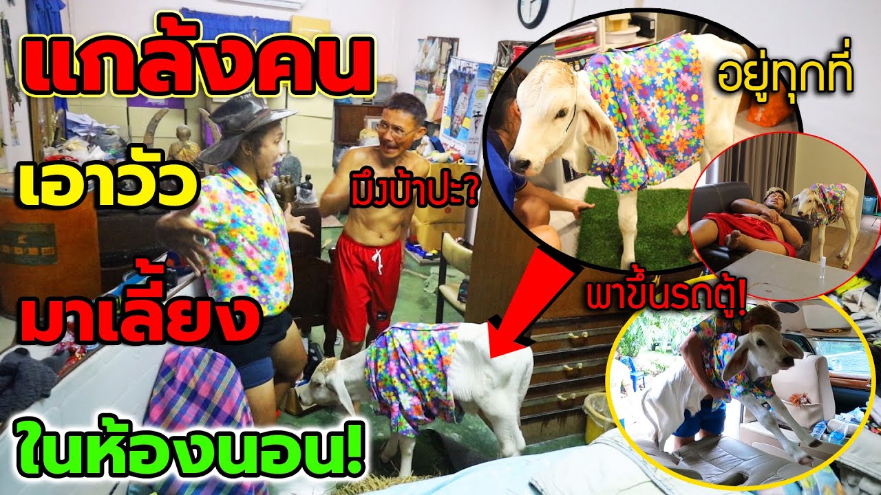 แกล้งคน เอาวัวมาเลี้ยงในห้องนอนพ่อ!! ตกใจกันทั้งบ้าน พ่อด่ากระจาย โคตรฮา