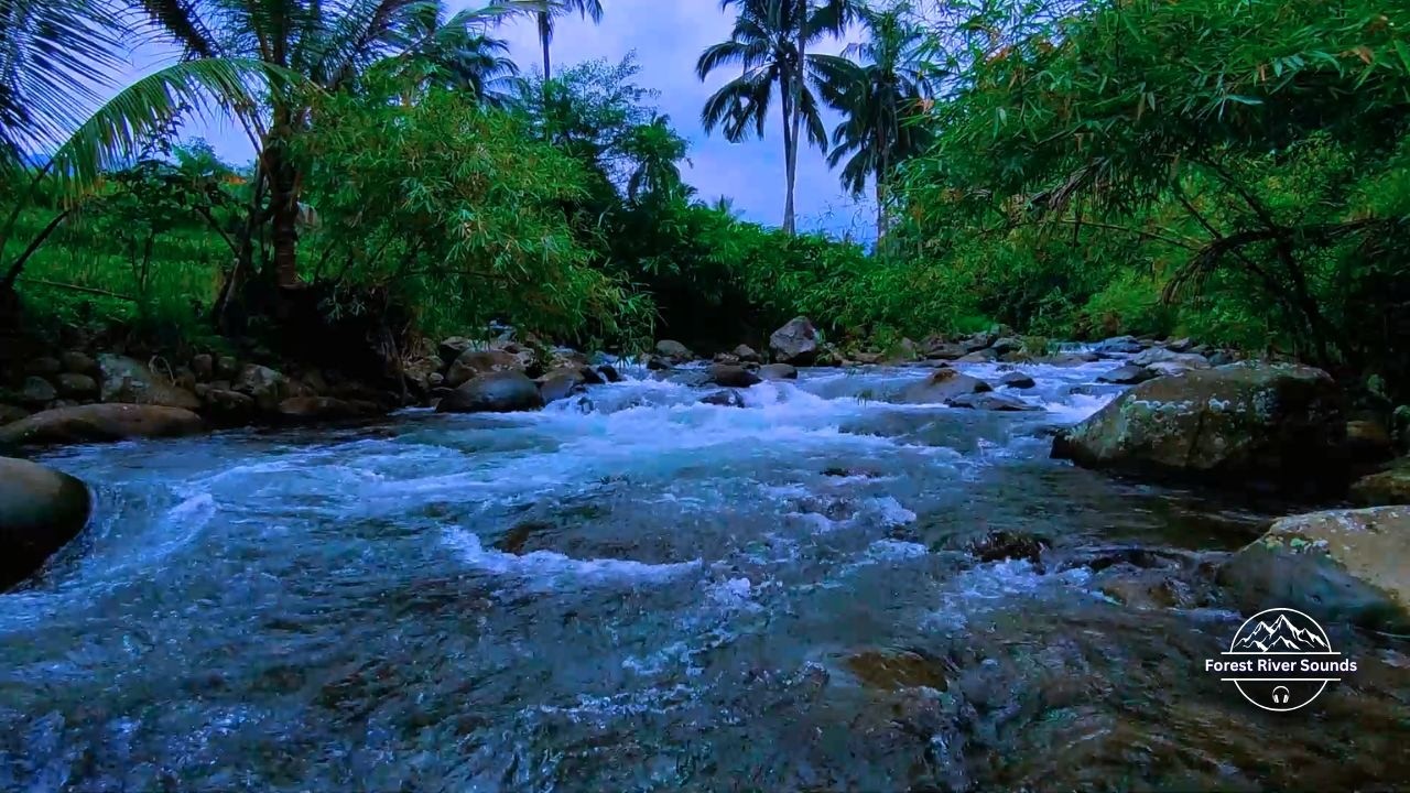 Fall Asleep Tonight with Forest River Sounds Sleep ASMR for Deep Sleep Relaxation