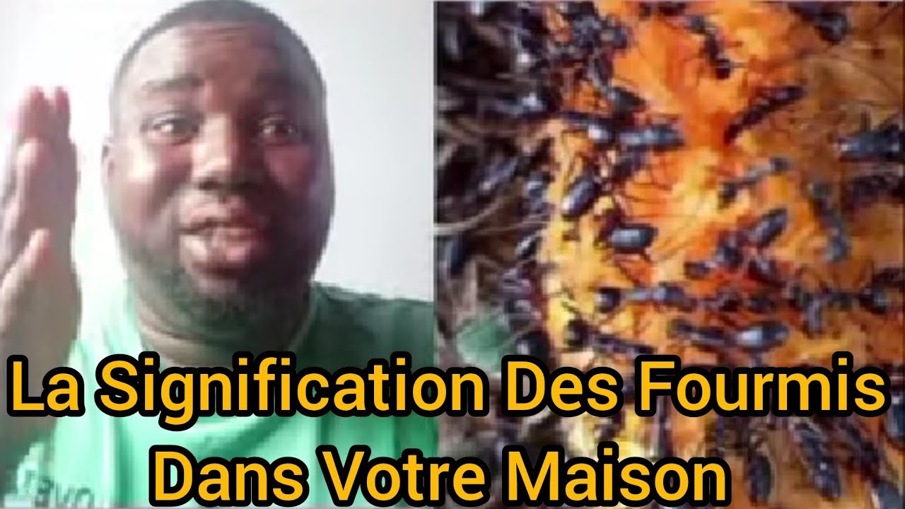 Voici La Signification De La Présence Des Fourmis Dans Votre Maison 😱