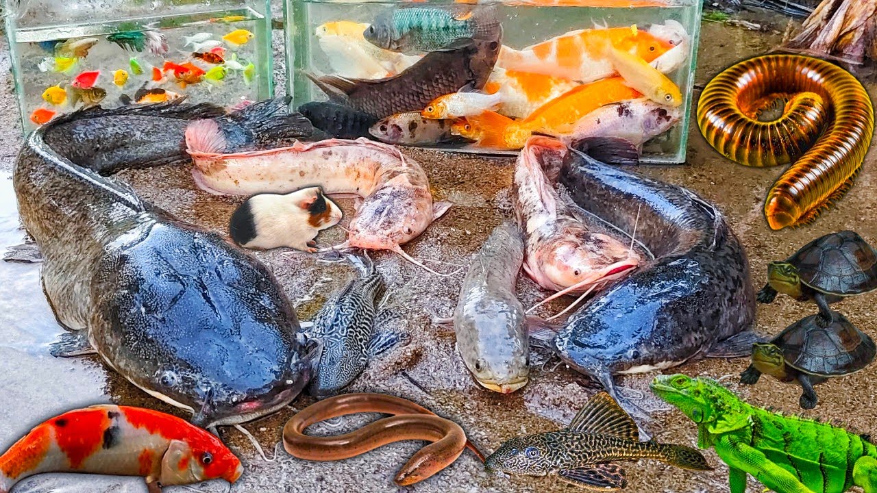Wow Mencari Ikan Lele Albino Dalam Lubang Ada Lele Besar, Ikan Gabus, Toman, Ikan Hias, Ikan Koi