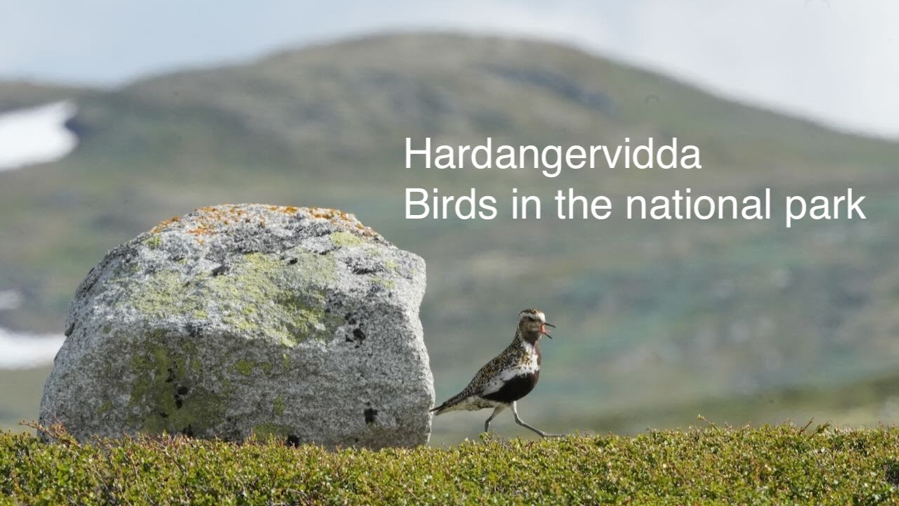 Wildlife on Hardangervidda