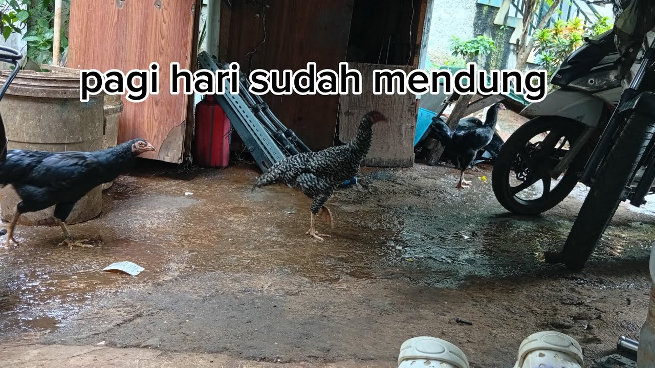 Kehidupan irt di kontrakan,aktivitas pagi hari