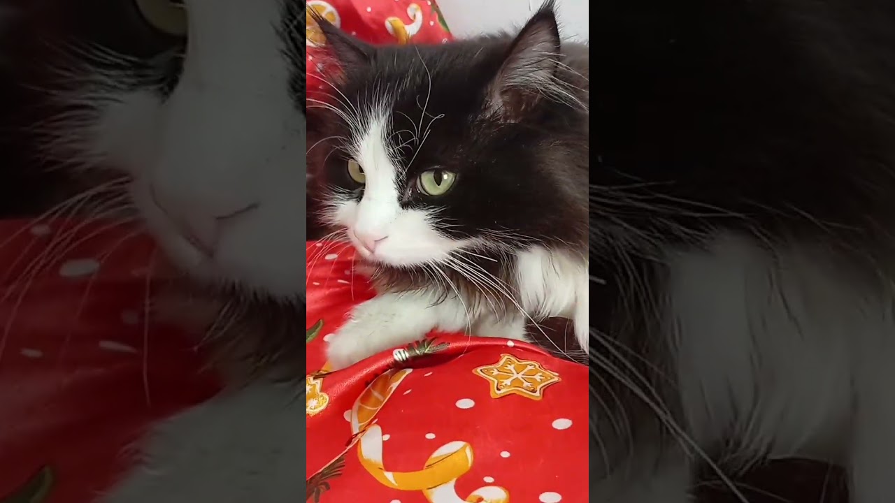 Coco cat