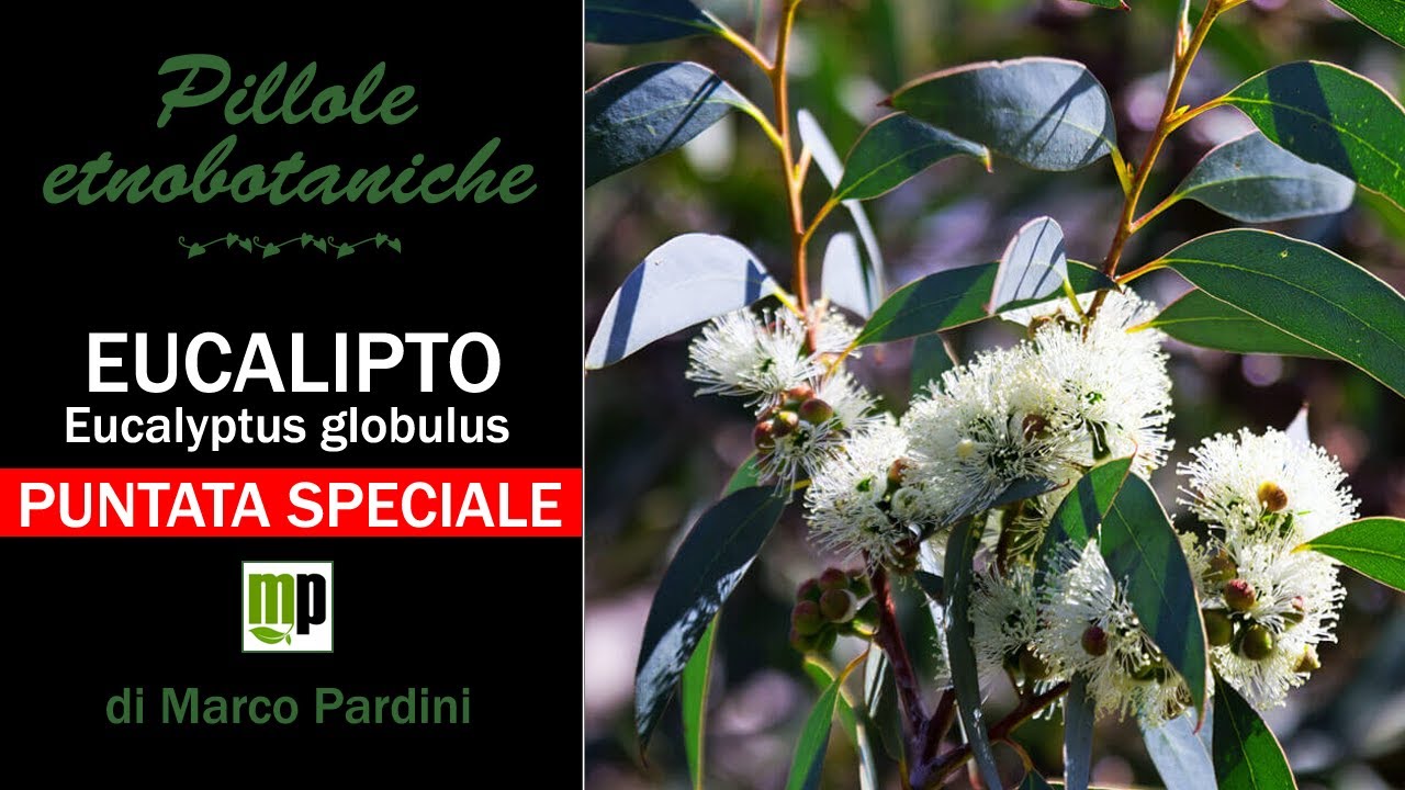 Pillola etnobotanica speciale - L'Eucalipto