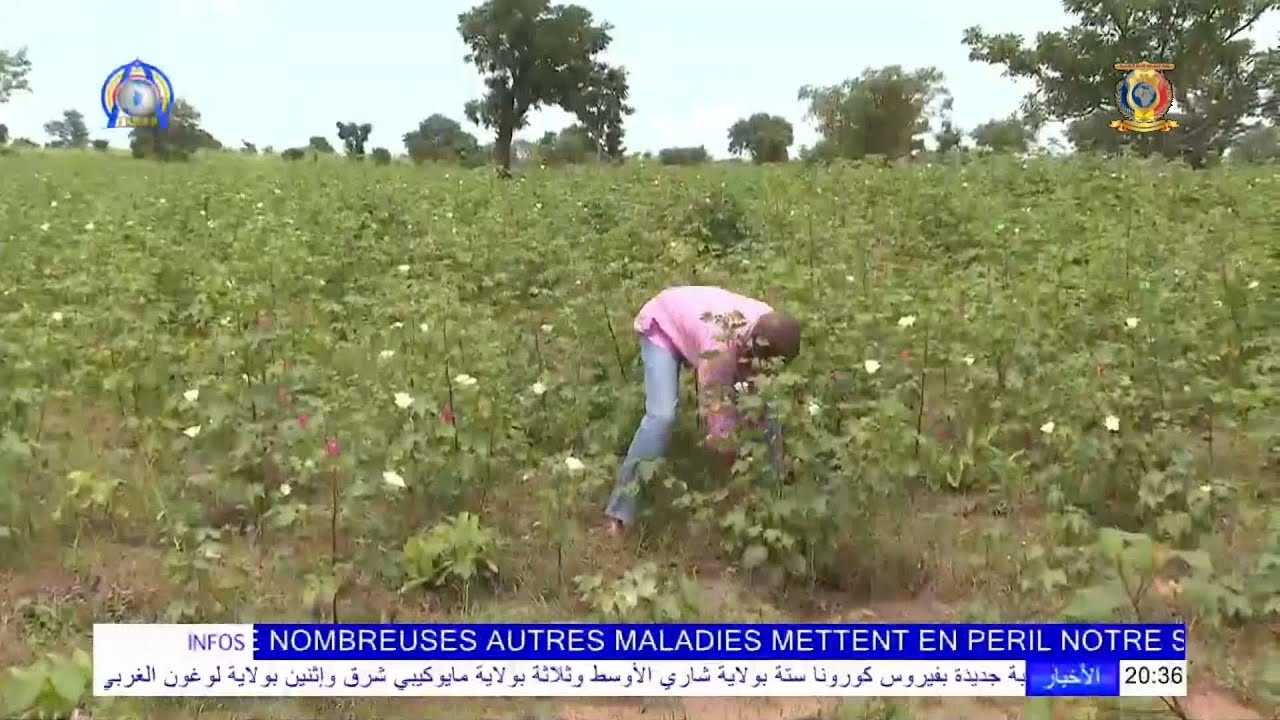 LA CULTURE DU COTON DANS LA PROVINCE DU LOGONE OCCIDENTAL