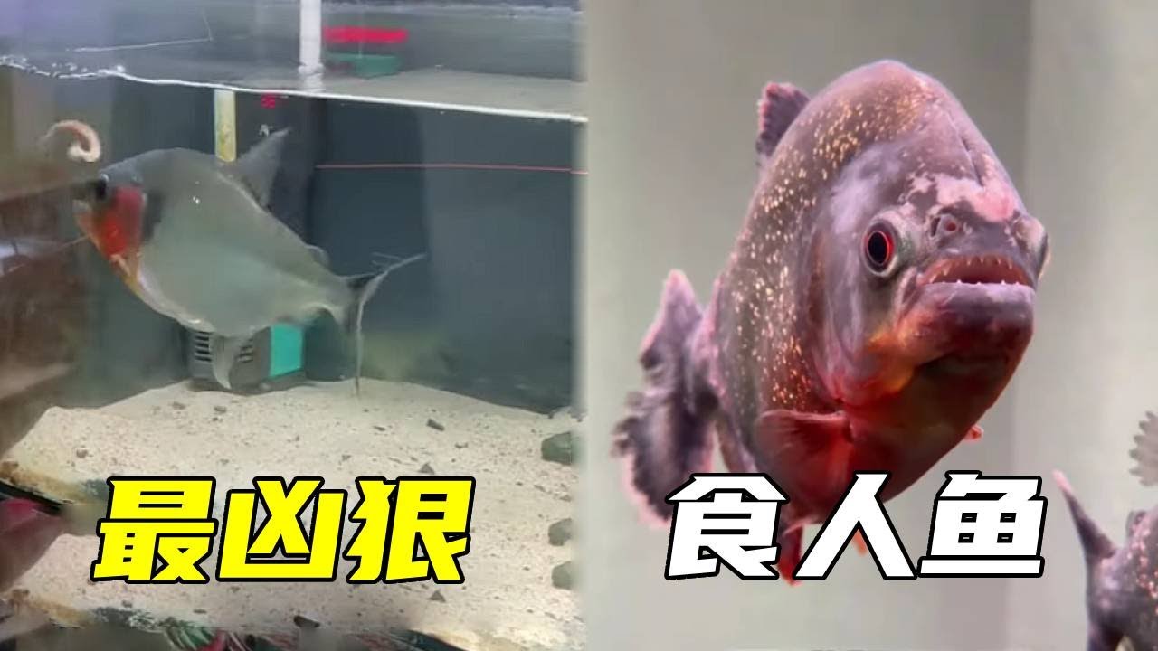 自从养的红腹食人鱼被咬之后，打算入手一条更凶猛的食人鱼称为食人鱼中的天花板，怎料竟然被养在炸串店里！【鲁伟学长】