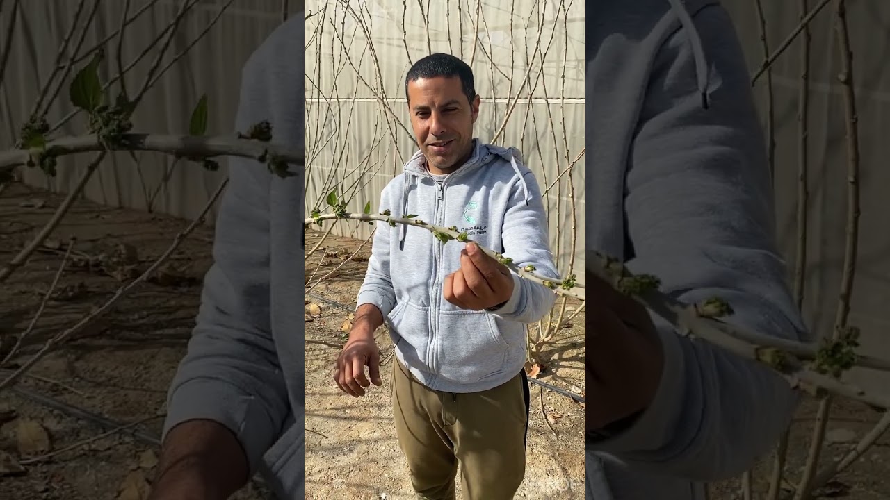 المزارع محمود العجيمي يشرح كيفية خروج شجر التوت من طور السكون لغاية مرحلة الثمر - تصوير لعدة أيام