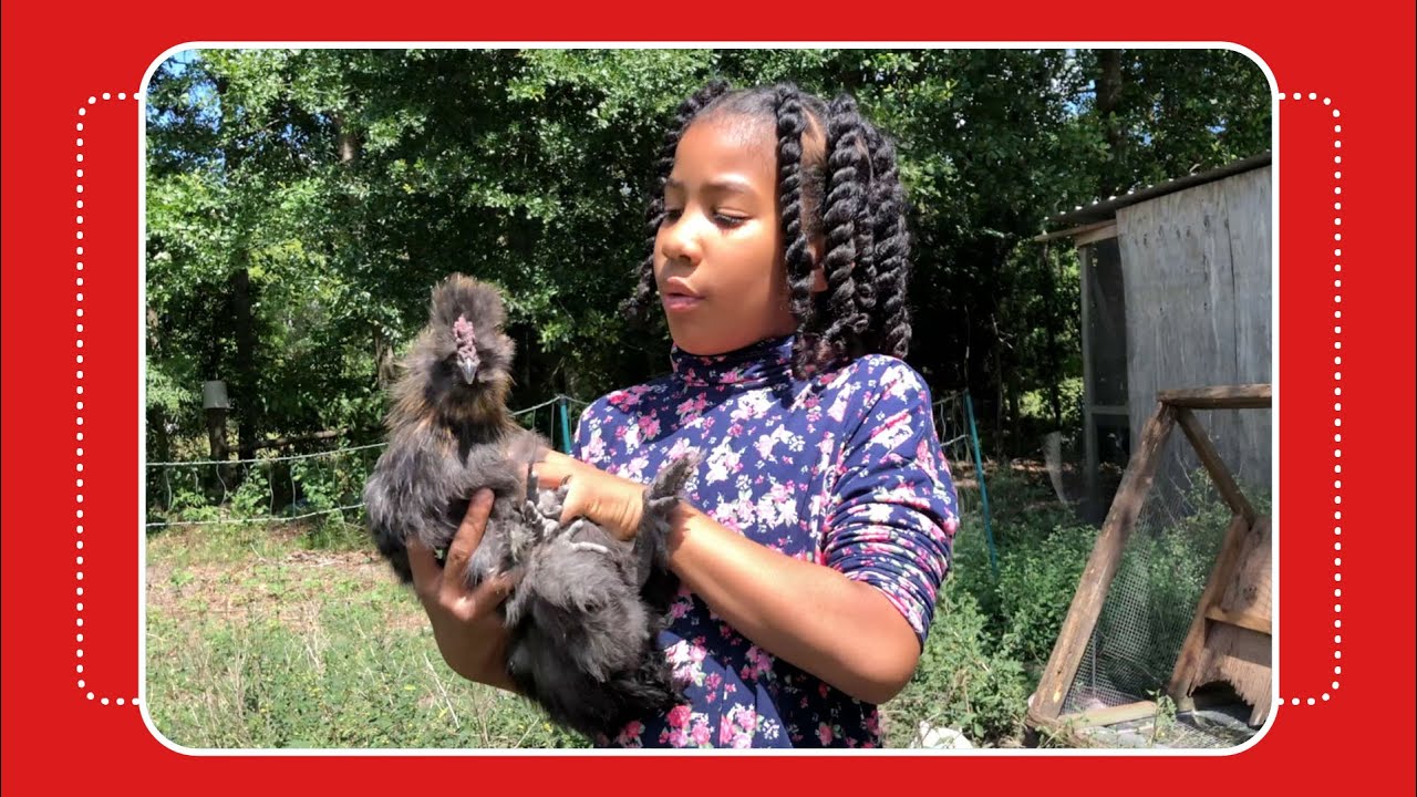 NEW Chicken Coop & Baby Chicks
