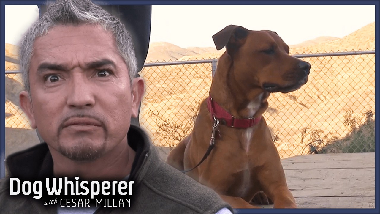 Can This Hyperactive Rescue Ridgeback Be Adopted? | Dog Whisperer With Cesar Millan