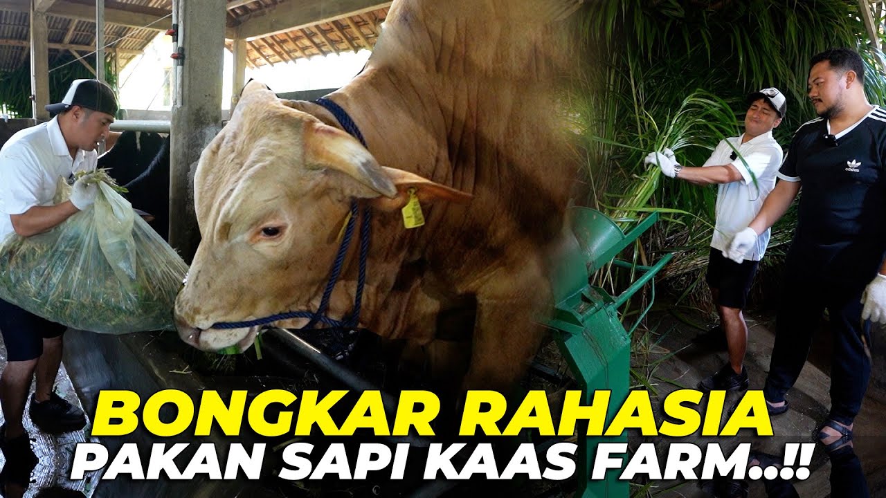 G1LAAA..!! SEMUA PAKAN SAPI HASIL SENDIRI, SAMPE PUNYA LAHAN 2 HEKTARRR..!!