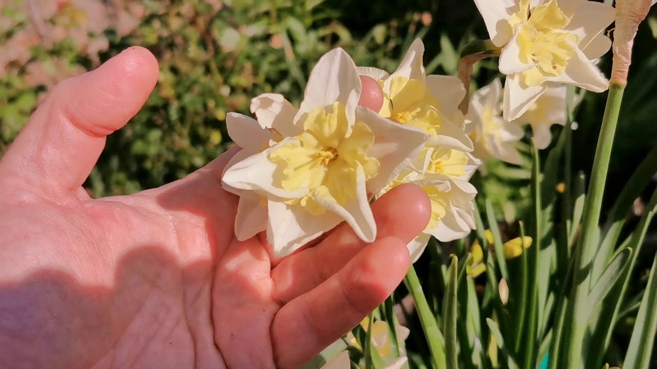 Another daffodil and narcissi reviews tour: looking for the most fragrant narcissus / daffodil