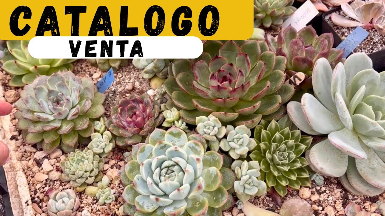 Venta de CACTUS Y SUCULENTAS
