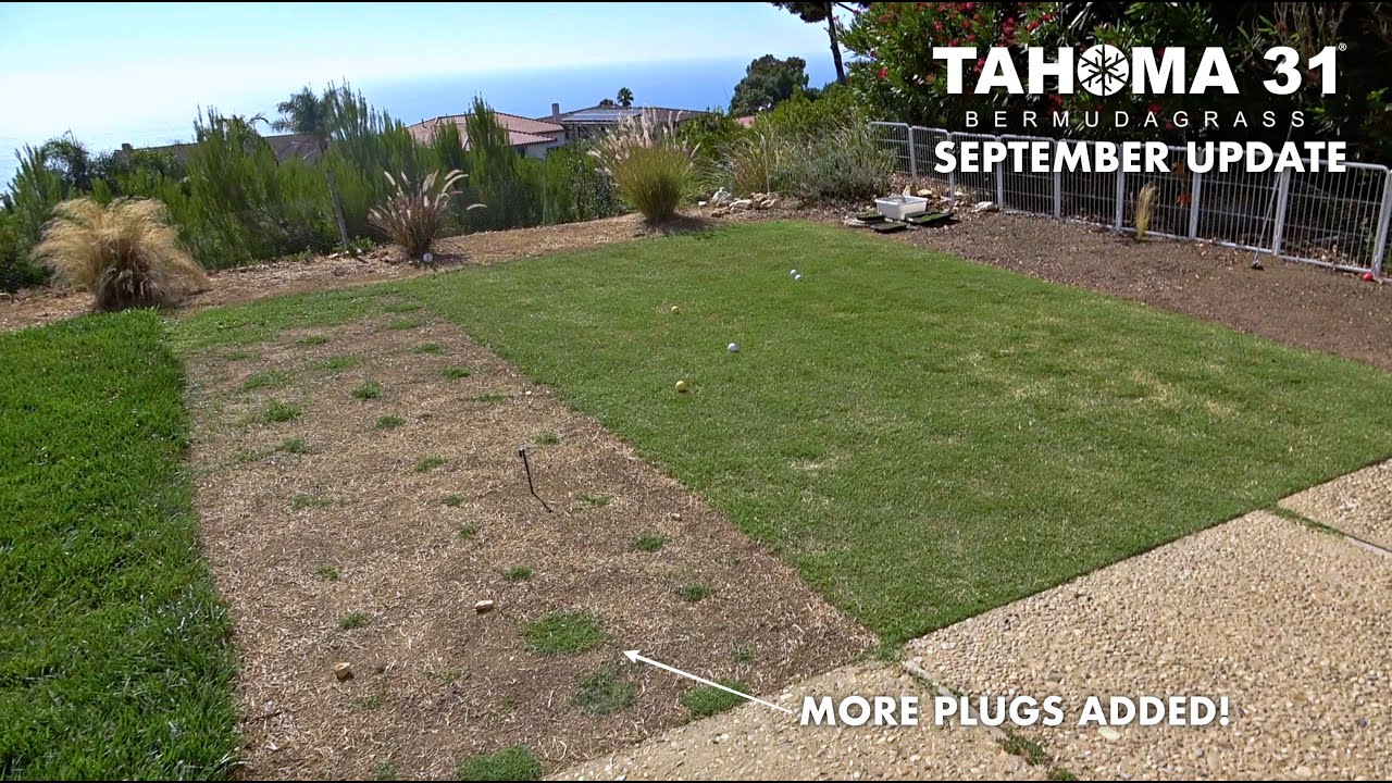 Tahoma 31 Hybrid Bermuda Grass Plugs September Update