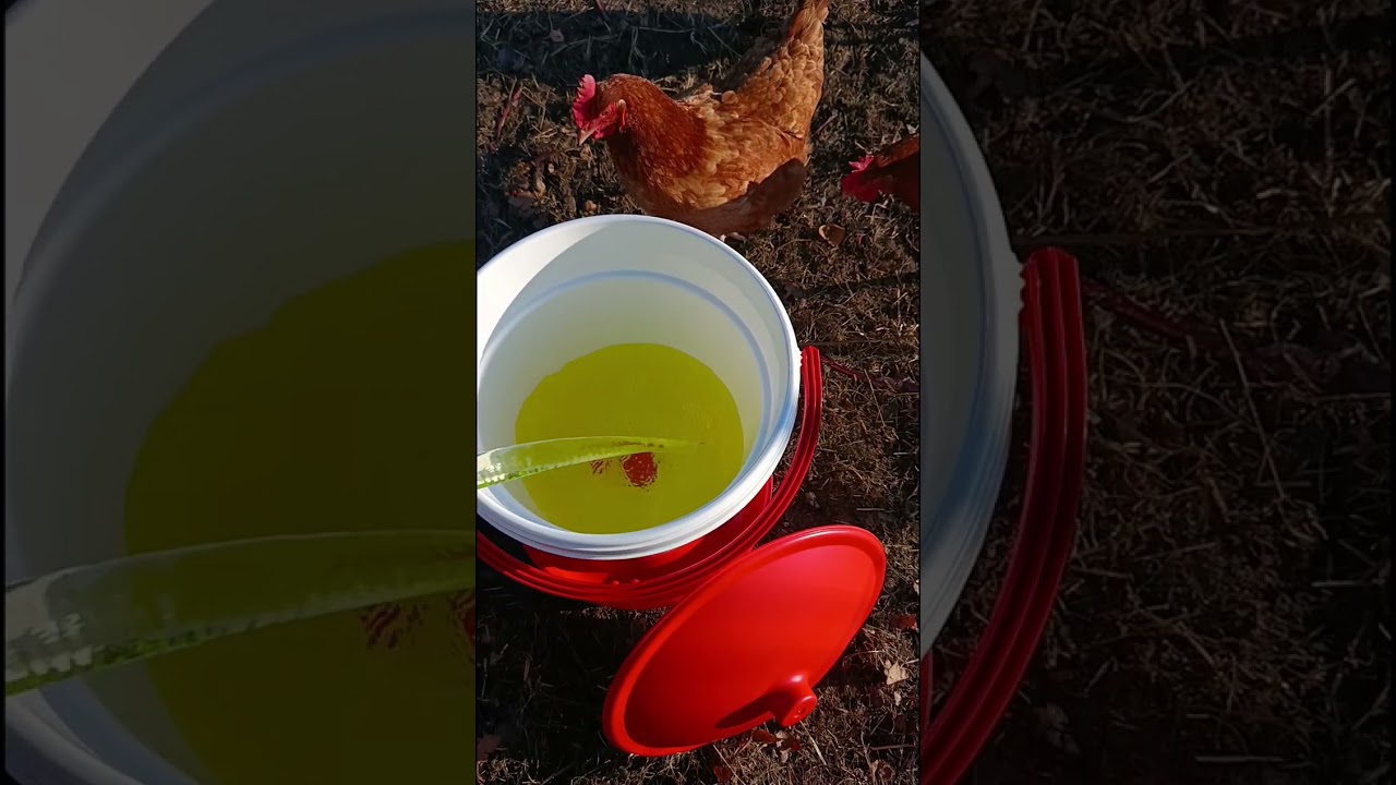 Prezentacja poidła wiaderkowego dla kur, 18l