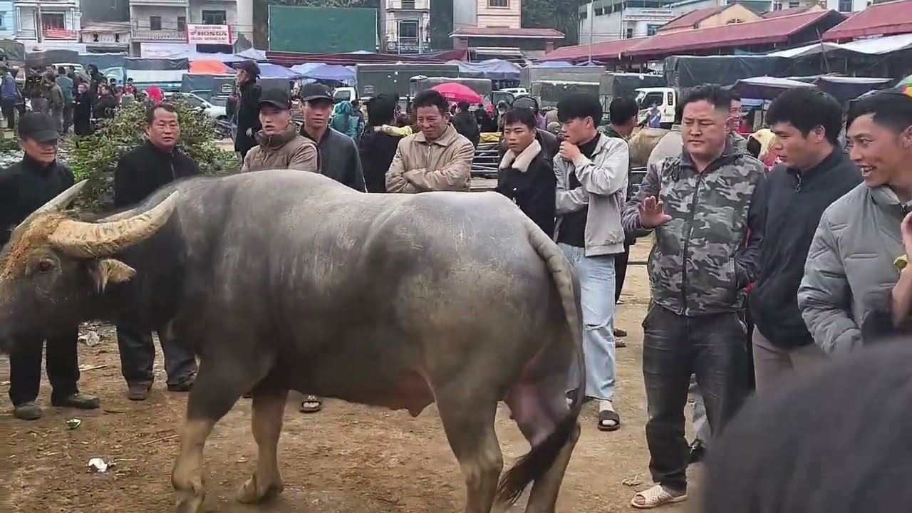 Chợ biên giới Việt-Trung rất nhiều hàng quý và hiếm 