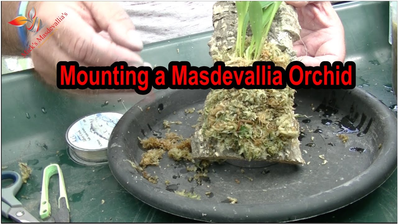 How to mount a masdevallia orchid to cork bark (48) Care Guide.