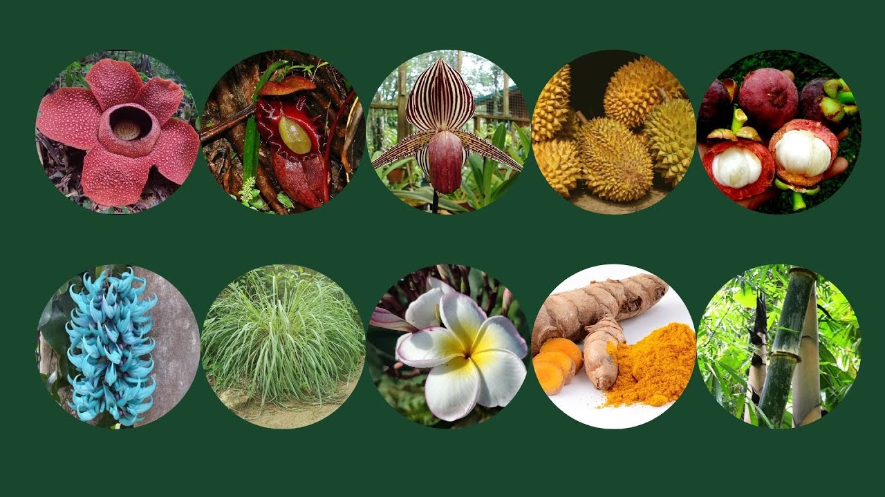 10 Plantas Enigmáticas do Sudeste Asiático 🌿 Mistérios da Selva Tropical!