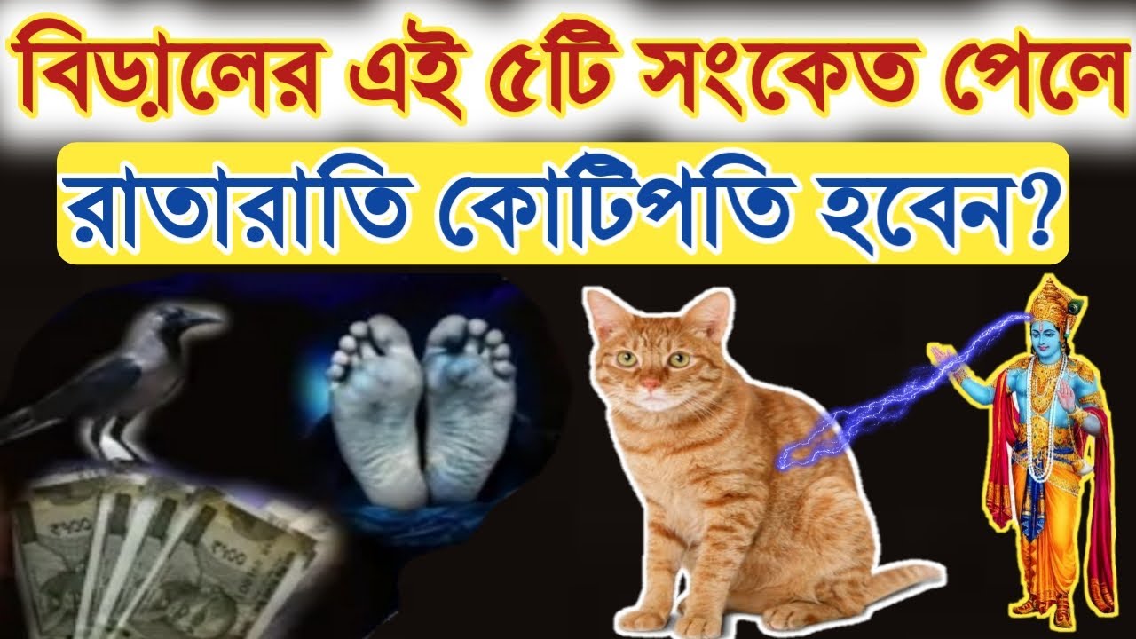 বিড়ালের এই ৫টি সংকেত পেলে জানবেন আপনি রাতারাতি কোটিপতি হতে চলেছেন | cat sign