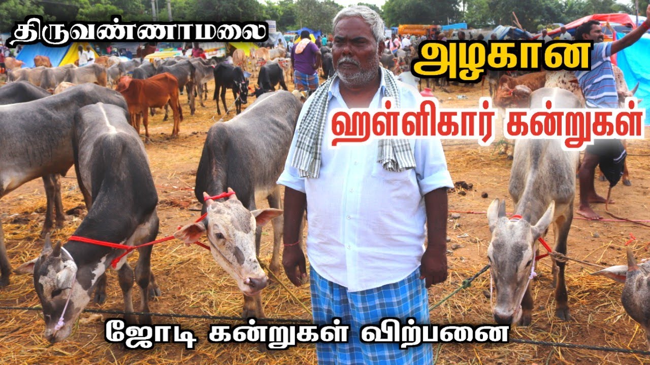 🔥திருவண்ணாமலை தீப சந்தை⚡அழகான ஹள்ளிகார் கன்றுகள்🐄ஜோடி கன்று 10000 முதல் tiruvannamalai sandhai 2023