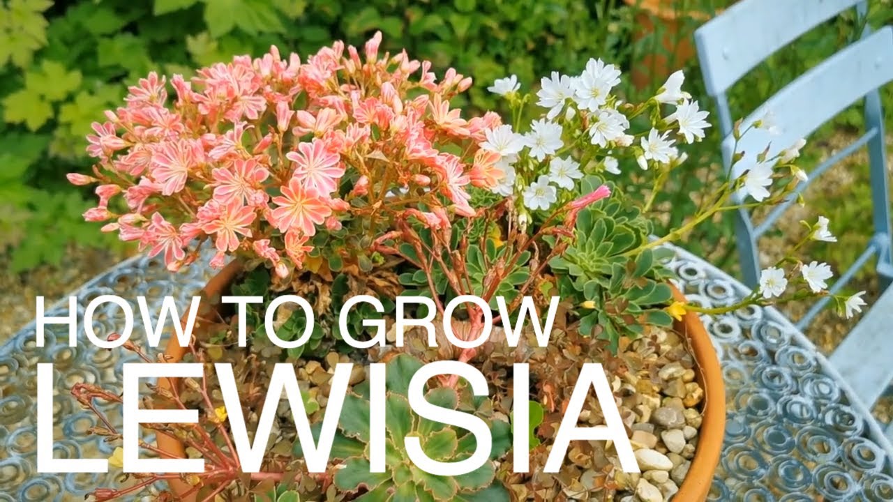 How to Grow Lewisia in Pots #gardeningvideos #gardeningtips #plantsinpots