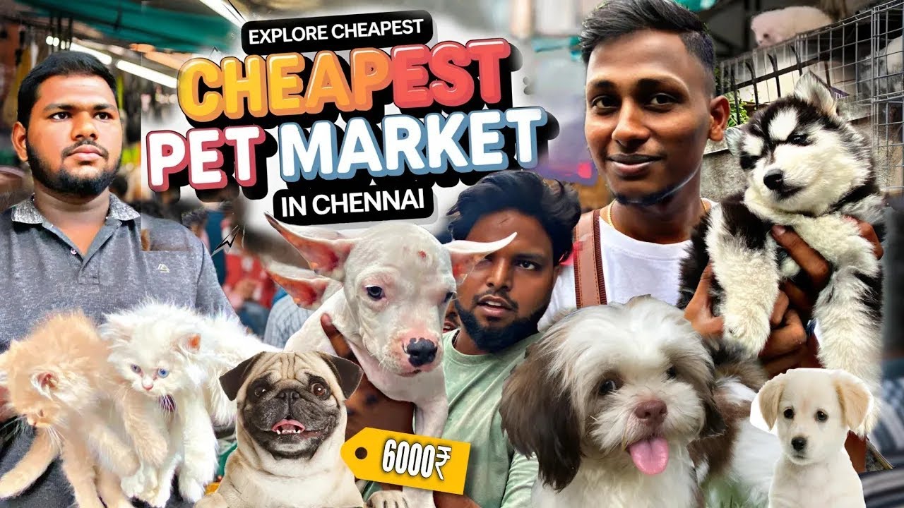 💥🐾 Explore Chennai’s 2024 Pet Market  | From Puppies to All Pets  |  Unseen Dogs 🐾 at கோழி சந்தை