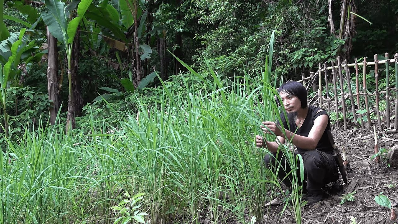 How to grow upland rice in high mountains (six months of survival in the wild)