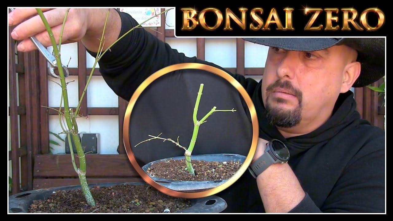 Poda de invierno en Arce Palmatum BONSAI | Qu&eacute; cortar antes de primavera