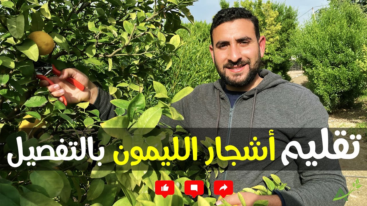 تقليم الليمون بطريقة علمية وسهلة للجميع (lemon pruning )