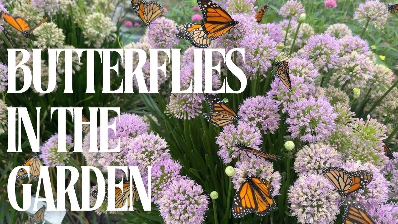 Do You Want Monarch Butterflies in Your Garden? Our Best Butterfly Attracting Plants